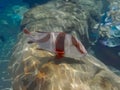 An illustration of the brightly colored Hogfish at an aquarium