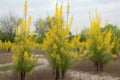 Broom in full bloom, abstract background, nature, plants and trees