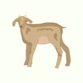 Illustration of a brown goat with a small horn