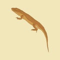 Illustration of a brown lizard with a long tail Royalty Free Stock Photo