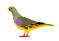 Illustration of a Bruce Green-pigeon, Treron waalia