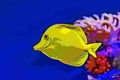 Bubbles, the yellow tang fish illustration Royalty Free Stock Photo