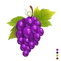 illustration of a bunch of black grapes, complete with green leaves Royalty Free Stock Photo