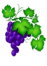 Bunch of blue wine grapes Royalty Free Stock Photo