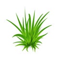 Bunch of tall green grass Royalty Free Stock Photo