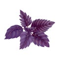 Illustration of a Bundle of red Basil Royalty Free Stock Photo