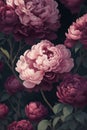 illustration of burgundy peonies on a bush