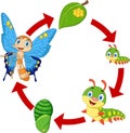 Illustration of butterfly life cycle