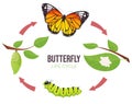 Illustration of a butterfly life cycle. Goose and butterfly on a branch. Vector illustration Royalty Free Stock Photo