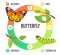 Illustration of a butterfly life cycle. Goose and butterfly on a branch. Vector illustration