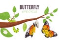 Illustration of a butterfly life cycle. Goose and butterfly on a branch. Vector illustration Royalty Free Stock Photo