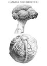 Illustration with cabbage and brocoli