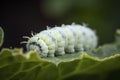 illustration, cabbage white caterpillar, generative ai