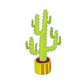 Illustration of cactus. Vector. Cacti vector illustration