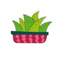 Illustration of cactus. Vector. Cacti