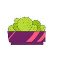 Illustration of cactus. Vector. Cacti vector illustration