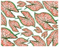 Illustration of Caladium, Elephant Ear or Colocasia Plants  Background Royalty Free Stock Photo