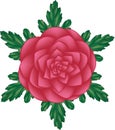 Illustration of Camelia flower are blooming on green leaves background