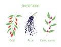 Illustration of camu camu, goji and acai