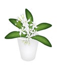 An Illustration of Cape Jasmine in A Flower Pot