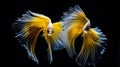 Capture the moving moment of yellow and blue siamese fighting fish isolated on black background Royalty Free Stock Photo