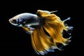 Capture the moving moment of yellow siamese fighting fish isolated on black background, Betta fish Royalty Free Stock Photo