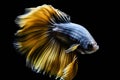 Capture the moving moment of yellow siamese fighting fish isolated on black background, betta fish Royalty Free Stock Photo