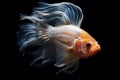 Capture the moving moment of yellow siamese fighting fish isolated on black background,  betta fish Royalty Free Stock Photo
