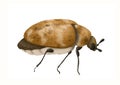 Carpet beetle