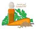 Illustration of Carrot seed essential oil