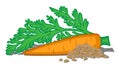 Illustration of Carrots