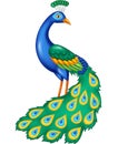 Cartoon beautiful peacock