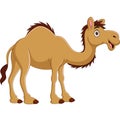 Cartoon camel isolated on white background