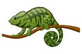 Cartoon chameleon on a branch