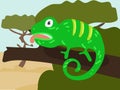 Illustration of a cartoon chameleon in the safari, desert. Savannah with funny chameleons. Chameleon on a branch