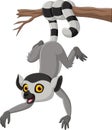 Cartoon cute lemur hanging on tree branch