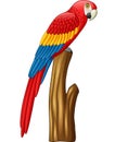 Cartoon cute macaw bird