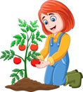 Cartoon girl harvesting tomatoes