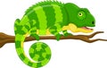 Cartoon green chameleon Royalty Free Stock Photo