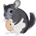 Illustration of cartoon grey chinchilla