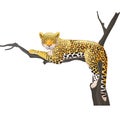 Cartoon leopard lying on a tree branch