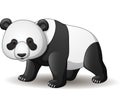 Cartoon panda isolated on white background