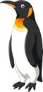 Cartoon penguin on white background