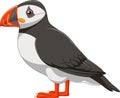 Cartoon puffin isolated on white background