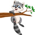 Cartoon Raccoon on the tree branch Royalty Free Stock Photo