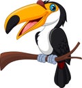 Cartoon toucan bird isolated on white background