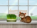 Cat with catnip on the window