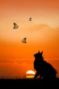 Cat looking the butterflies at sunset