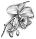 Illustration of cattleya orchid flower