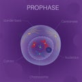 The Cell Cycle -Prophase Royalty Free Stock Photo